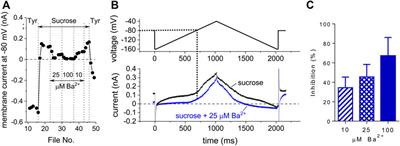 Fraction of the T-Tubular Membrane as an Important Parameter in Cardiac Cellular Electrophysiology: A New Way of Estimation